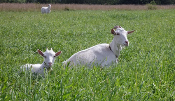 Tata capra e capretto — Foto Stock