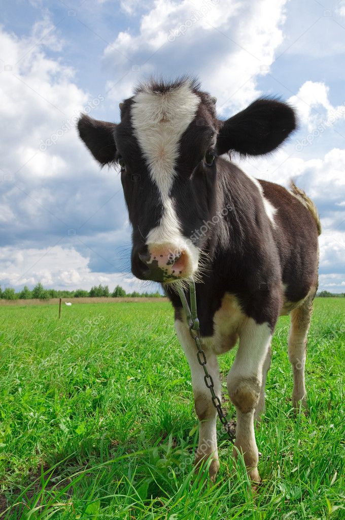 Calf Stock Photo By ©bvl222 1298650