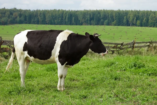 Kuh auf grünem Gras — Stockfoto