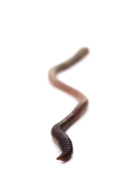 Дождевой червь Стоковое Фото