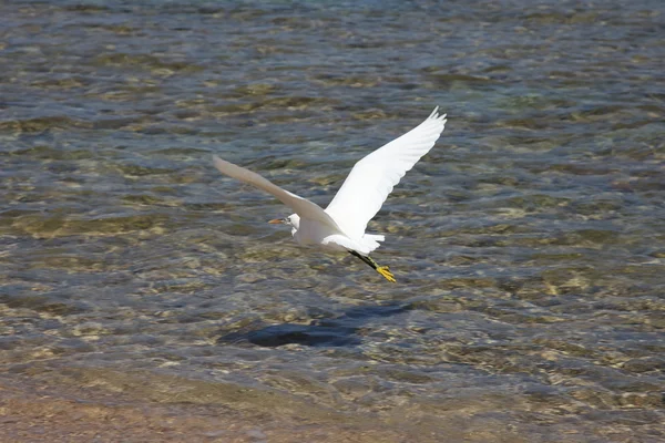 Stock image Heron