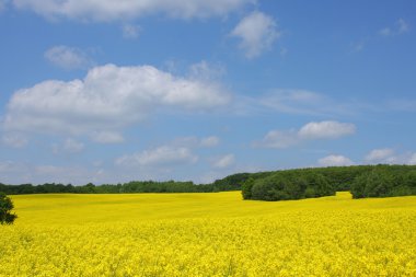 Yellow colza field clipart