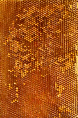 Bees on honeycomb clipart