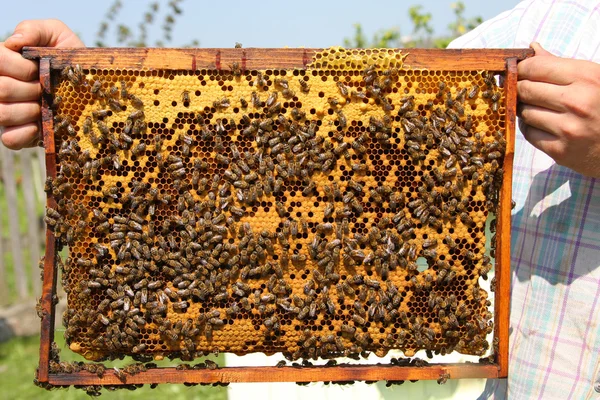Bienen auf Waben — Stockfoto