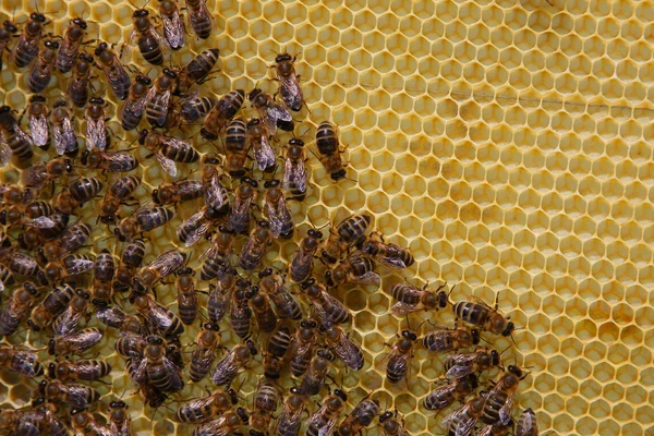 Пчелы на сотах — стоковое фото