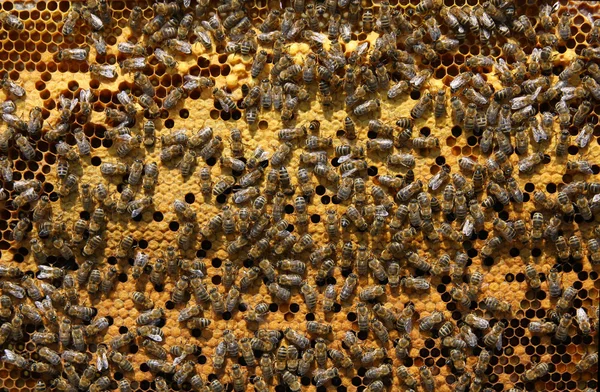 Abeilles en nid d'abeille — Photo