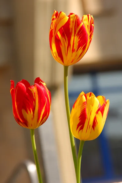 Stock image Tulpen