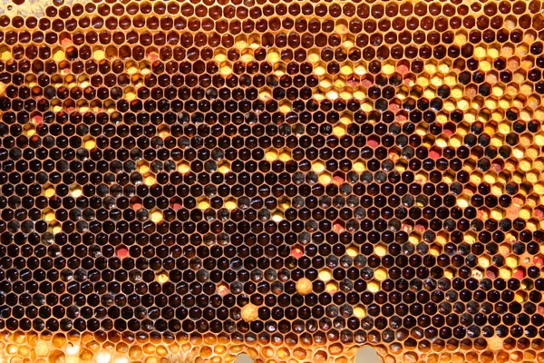 Μέλισσες στην κηρήθρα — Φωτογραφία Αρχείου