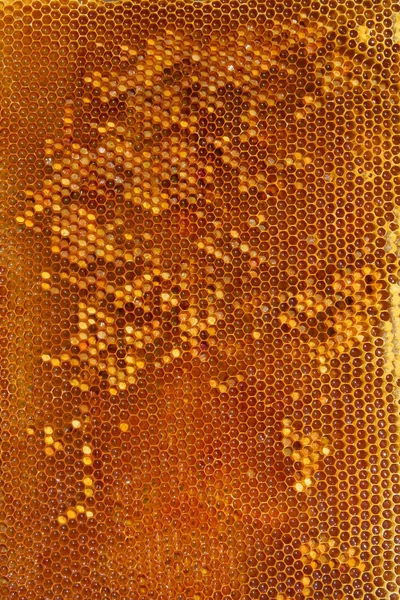 蜂窝上的蜜蜂 — 图库照片