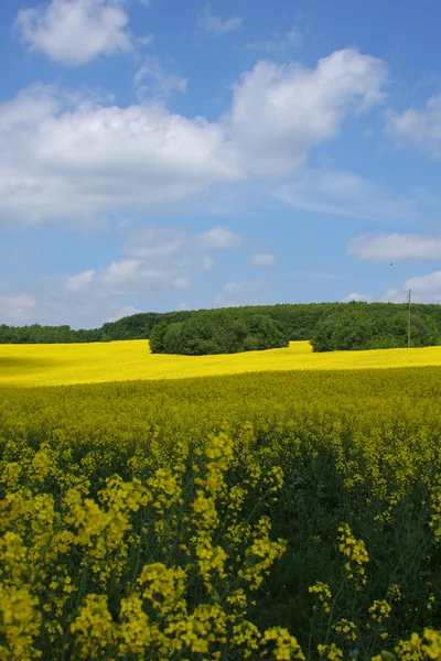 Žluté řepky pole — Stock fotografie