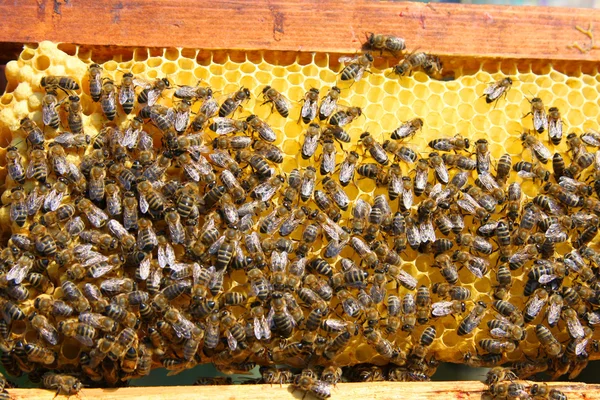 Méhek méhsejtszerkezeten Stock Fotó