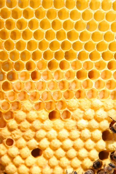 Abeilles en nid d'abeille Images De Stock Libres De Droits