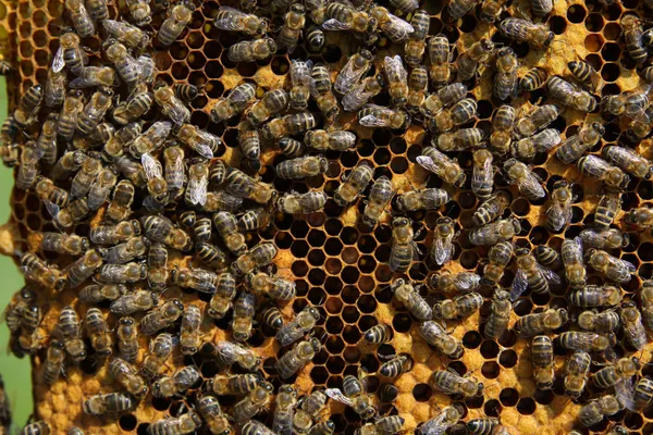 Bin på honeycomb Royaltyfria Stockbilder
