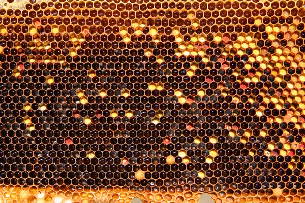 Pszczoły na plastrze miodu Obraz Stockowy