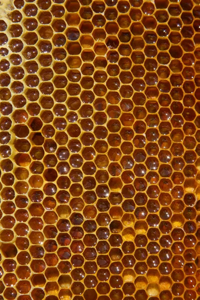 Bees on honeycomb Royalty Free Stock Images