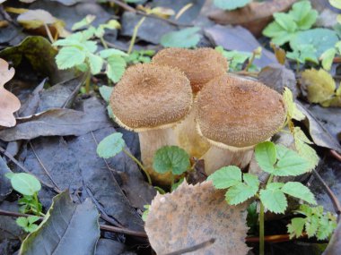 Canım agaric