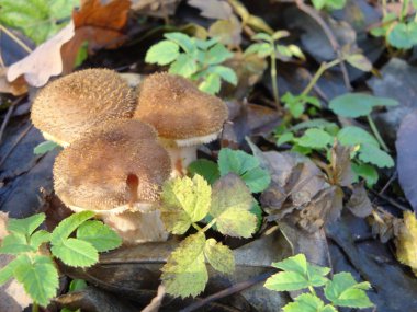 Canım agaric