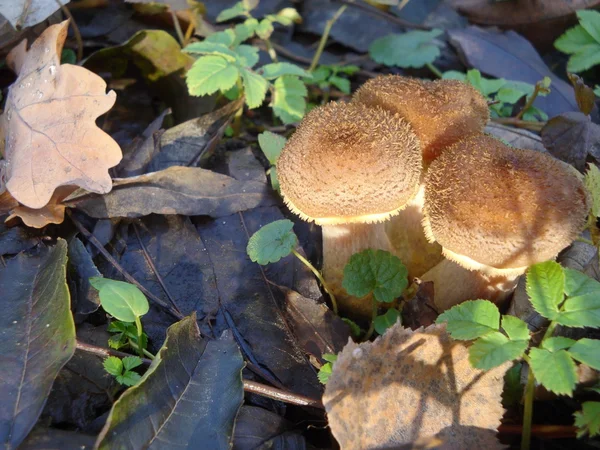 여 보 들 버섯 — 스톡 사진