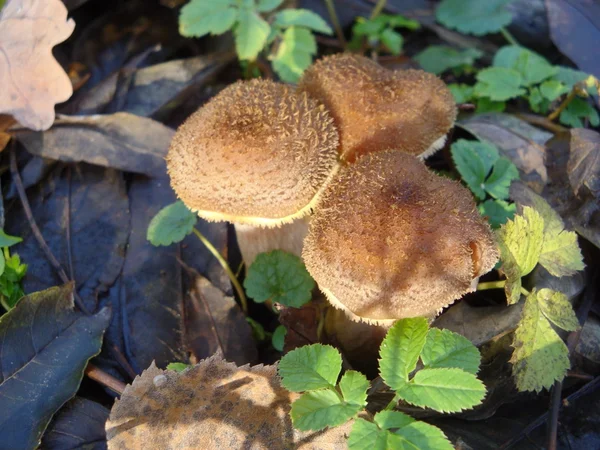 여 보 들 버섯 — 스톡 사진
