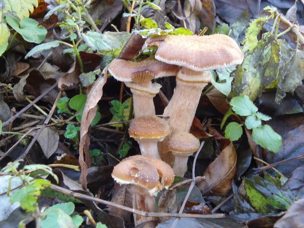 Honey agaric — Stock Image Honey agaric Stock Picture