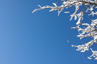 Tree and sky clipart