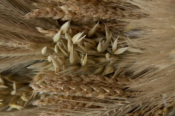 Rye and wheat background — Stock Photo, Image