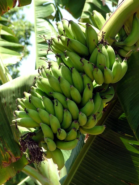 Fruta del plátano — Foto de Stock