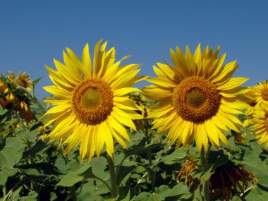 Sunflowers clipart