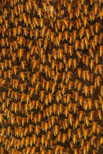 Arı kovanı — Stok fotoğraf
