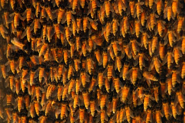 Arı kovanı — Stok fotoğraf