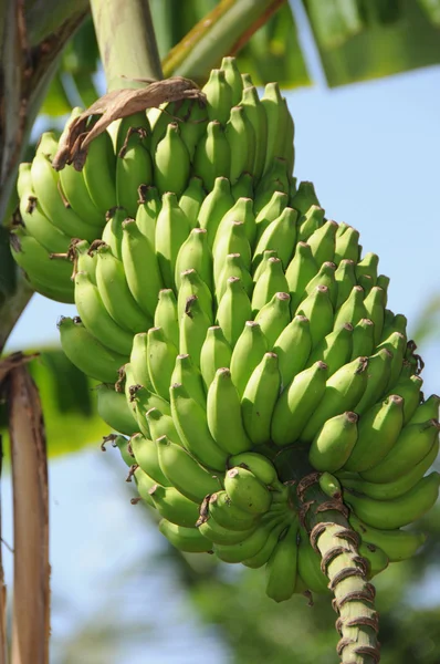 Бананы Индии — стоковое фото