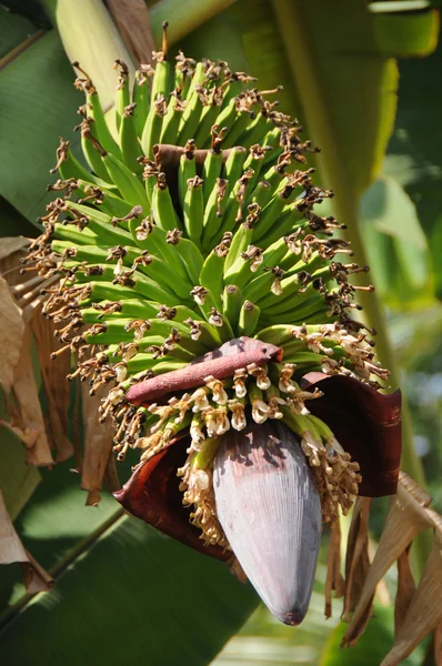 Indian Bananas & Flowers — Stock Photo, Image
