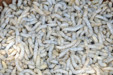 Silkworms