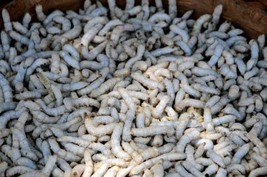 Silkworms