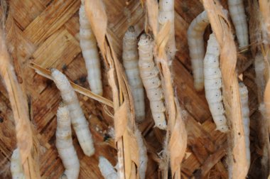 Silkworms