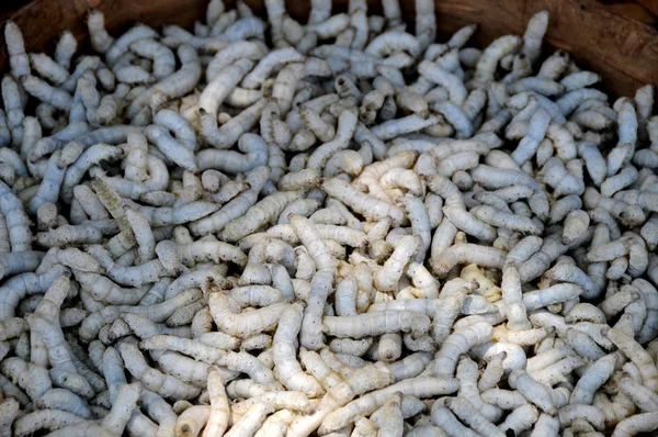 stock image Silkworms