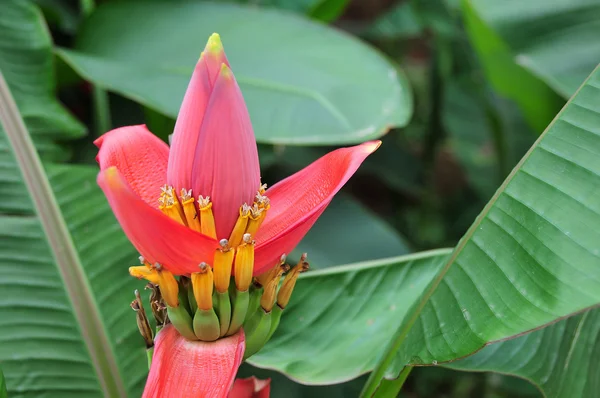 stock image Bananas Flowers