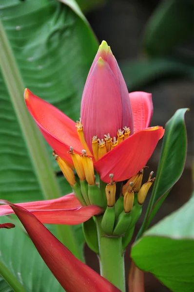 stock image Banana Flowers