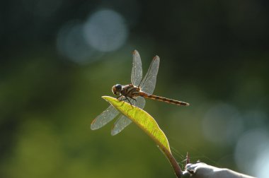 Dragonfly clipart