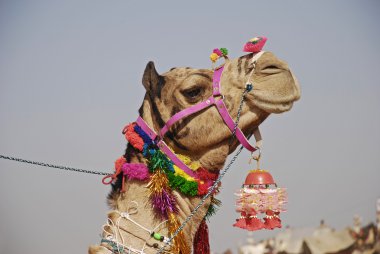 Camel at Camel Fair clipart