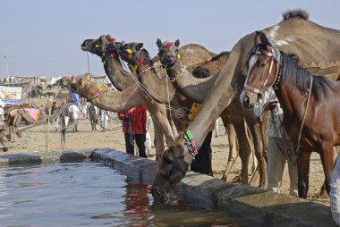 Camel Fair, Pushkar clipart