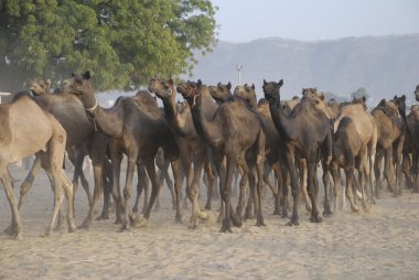 deve camel adil pushkar adlı