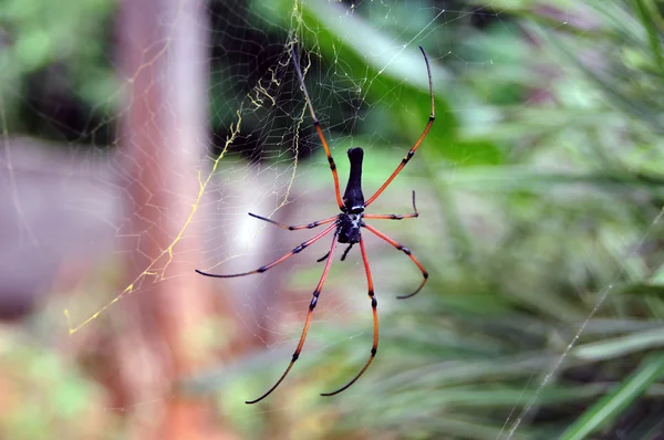 stock image Spider