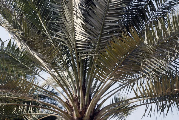 Liście palmy — Zdjęcie stockowe
