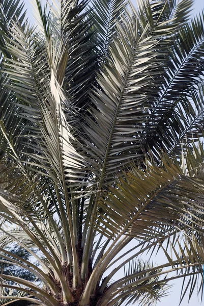 Steli e foglie di palma — Foto Stock