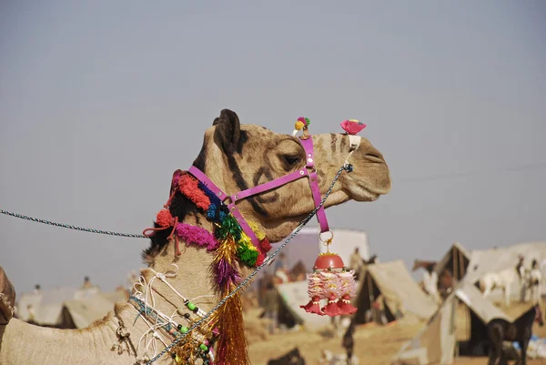Camel op kameel eerlijke, pushkar — Stockfoto