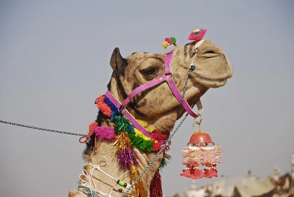 Camel na feira de camelos — Fotografia de Stock
