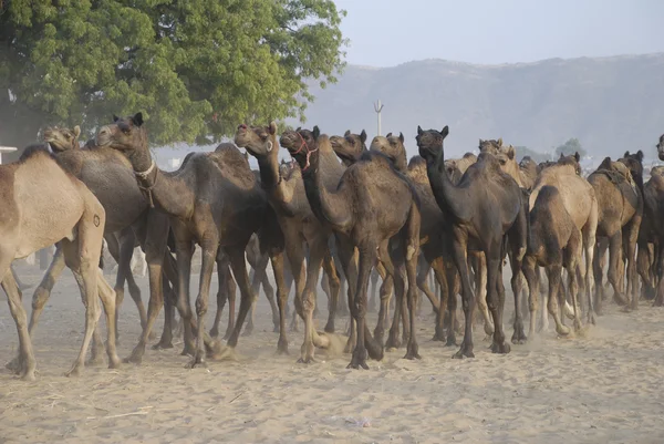 Camellos en la Feria del Camello, Pushkar — Foto de Stock