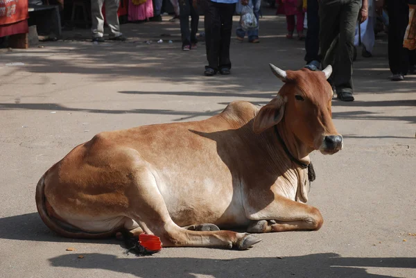 Mucca in via Pushkar — Foto Stock
