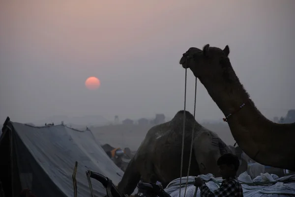 Ярмарка верблюдов Пушкар, Раджастхан — стоковое фото